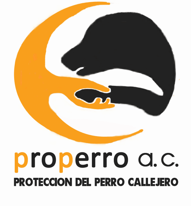 Proteccion Del perro Callejero