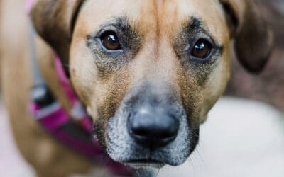 Huéspedes perrunos en adopción
