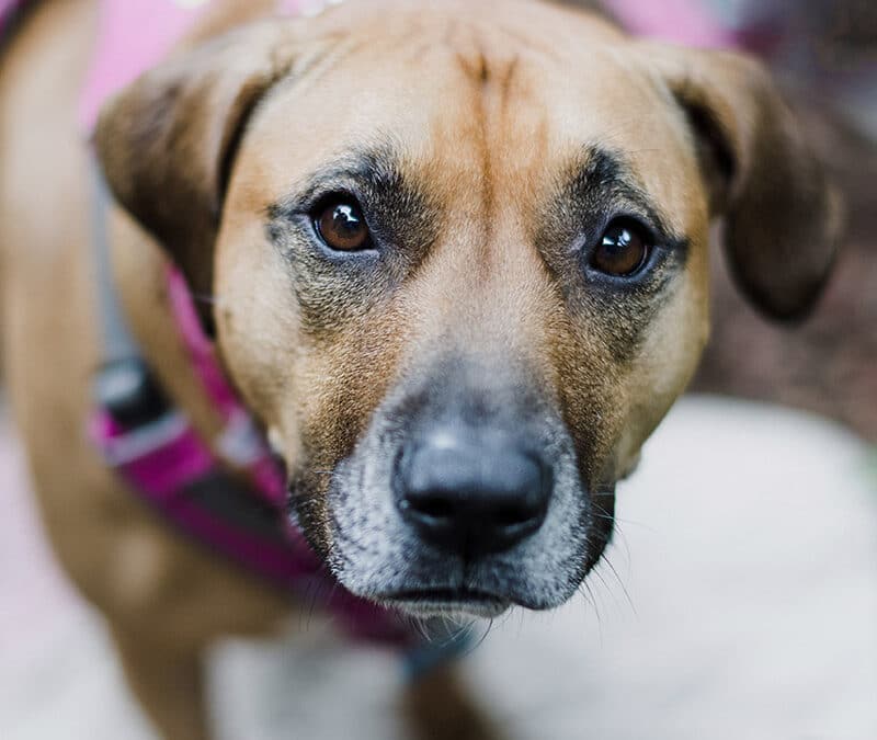 Huéspedes perrunos en adopción