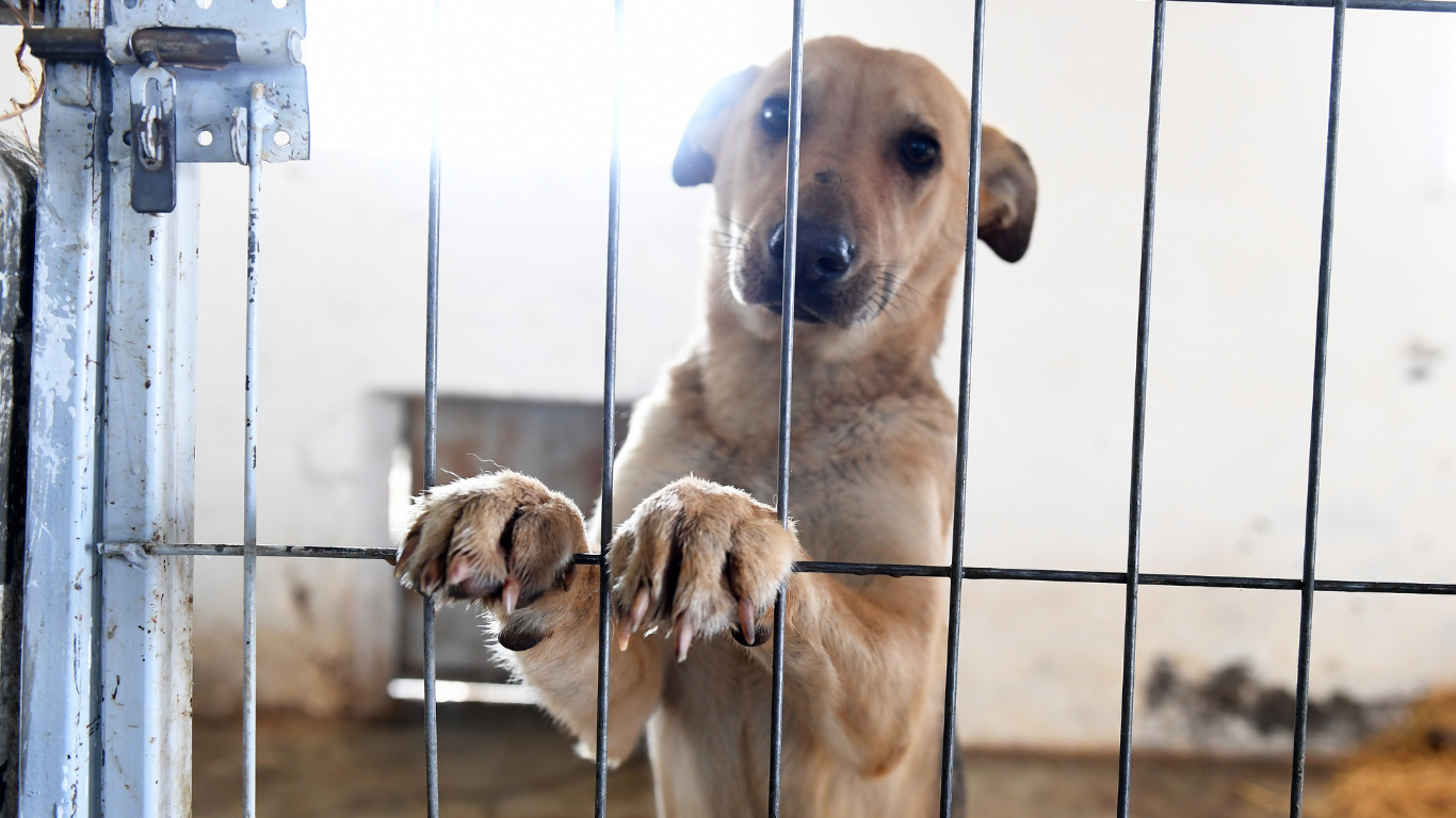 Adopta un perrito o gatito Adopta un perrito o gatito
