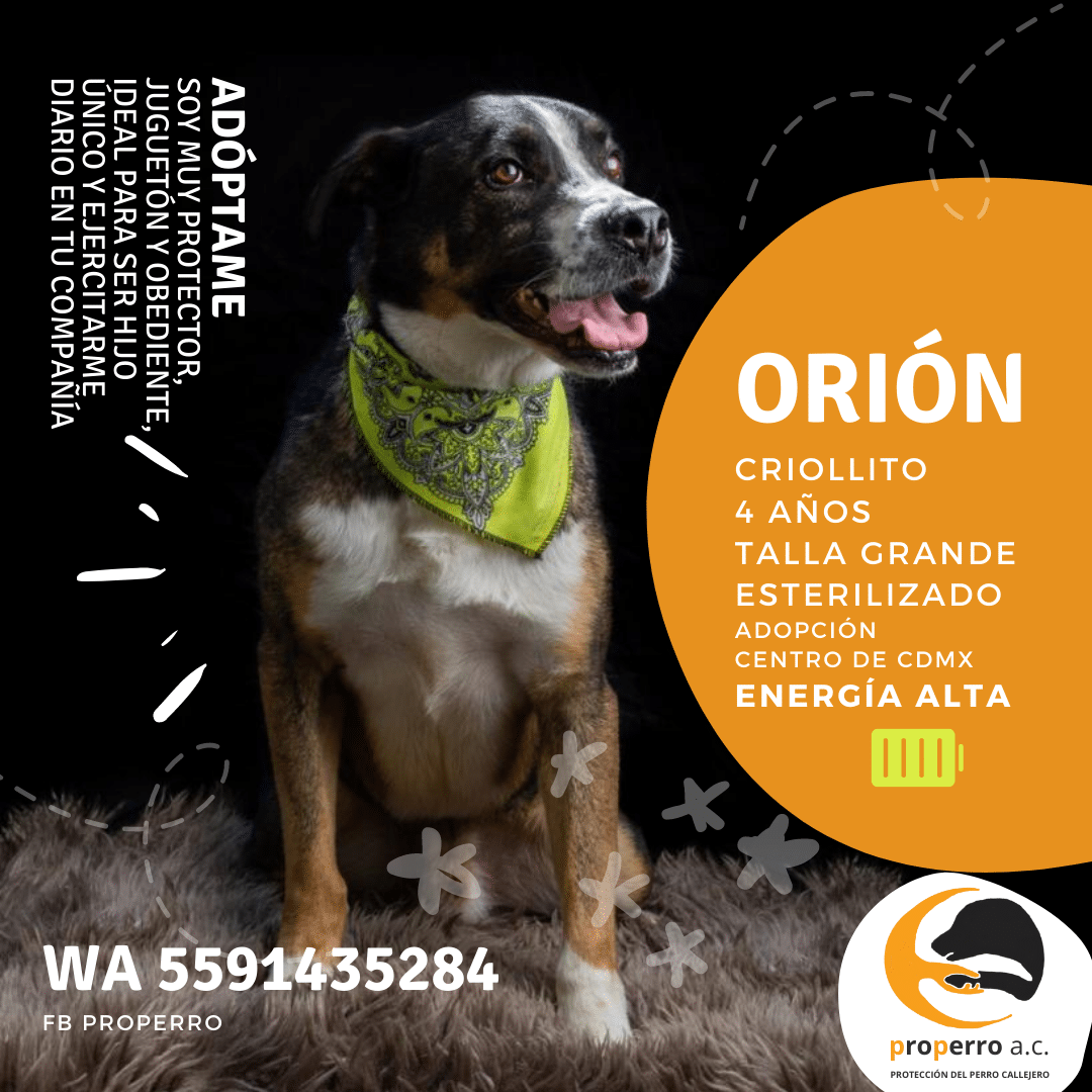 Orión