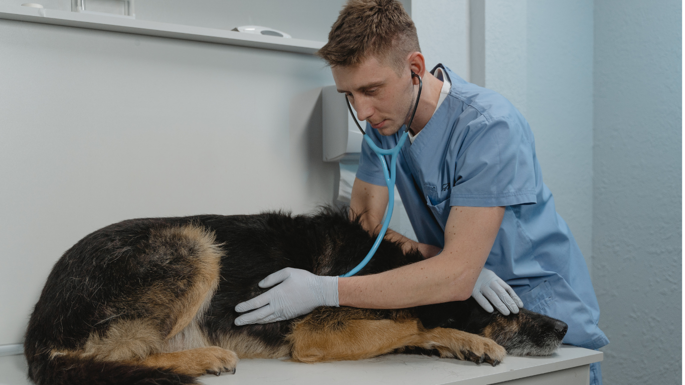 Apadrina una visita al veterinario