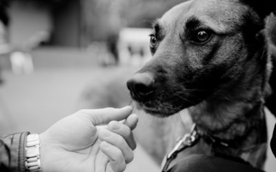 Patrocina a un perro o gato de ProPerro