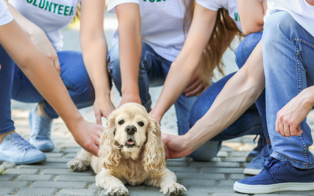 oportunidades para voluntariar