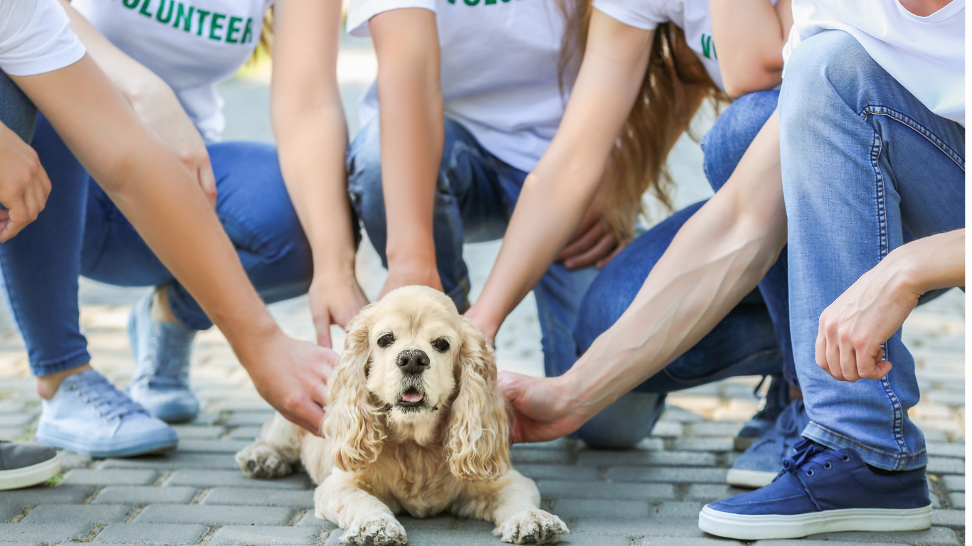 oportunidades para voluntariar oportunidades para voluntariar