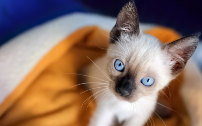 Proceso de adopción de un gato