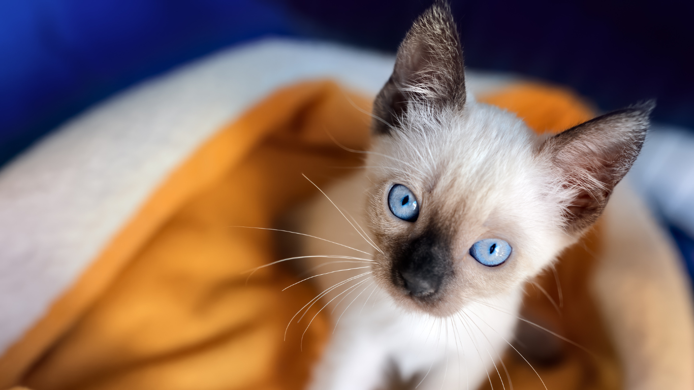 quiero apadrinar Apadrina a un animalito del albergue