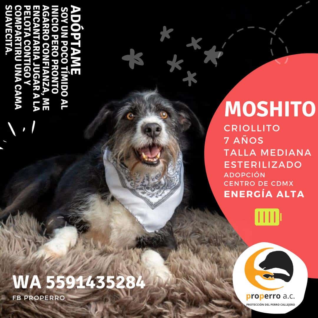 Moshito